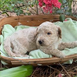 Sandy - Cream female Cavapoo puppy in Newville, Alabama from Southeast cavapoos