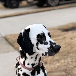 Pepper - Dalmatian