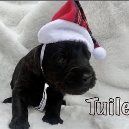 Goldendoodle Puppies from Lena’s “Baby Beans” and “Christmas Cookies”
