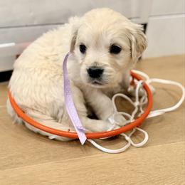 Lavender - Light golden female Golden Retriever puppy in Brewster, Washington from AB & Co. Goldens