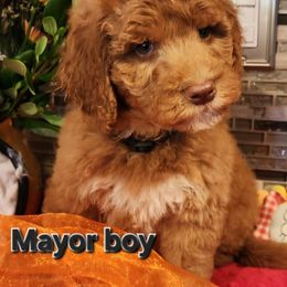 Mayor - Red male Labradoodle puppy in Phelan, California from Family Doodles