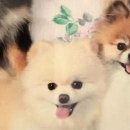 Pomeranians from Purple Hearts and Paws