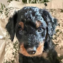 Obi-Wan Kenobi - male Golden Mountain Doodle puppy in Puyallup, Washington from Majestic Mtn Pups