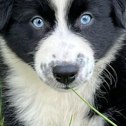 Girl 1 - BLACK CHERRY "CHERRY" - Black & white Australian Shepherd puppy in Gowen, Michigan from XA AUSTRALIAN SHEPHERDS