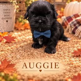 August 'Auggie' - Black male Shih Tzu puppy in Montgomery, Texas from Furbourne Farm