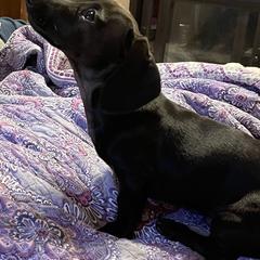 Dachshunds from Monicas Mini Dachshunds