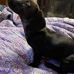 Dachshunds from Monicas Mini Dachshunds