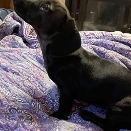 Dachshunds from Monicas Mini Dachshunds