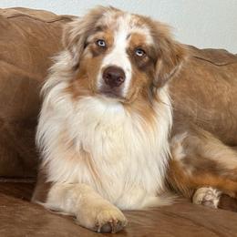 Buster - Red merle male Australian Shepherd puppy in Watkins, Colorado from FoxRest Australian Shepherds