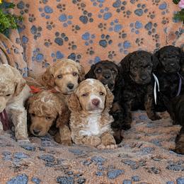 Poodle Puppies from Sarah's Poodles