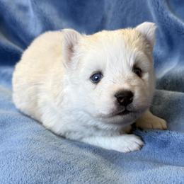 Stitch - White male Pomsky puppy in Winchendon, Massachusetts from Mountain View Pomskies