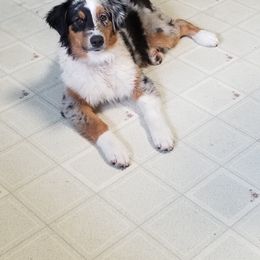 Australian Shepherd Puppies from Celtic Brae Australian Shepherds