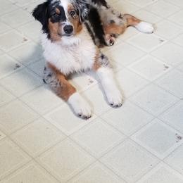 Australian Shepherd Puppies from Celtic Brae Australian Shepherds
