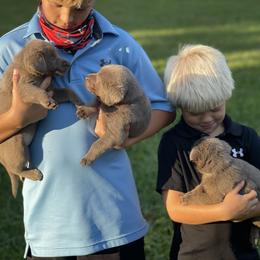 Dilute Retriever Puppies from Summer Lovin’ Labradors of Southern