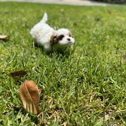 Cavapoo and Shihpoo Puppies from Haus of Doodles