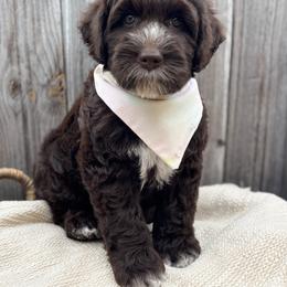 Australian Labradoodle Puppies from Liberty Hill Labradoodles