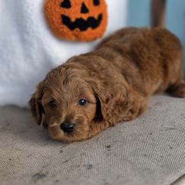 Tarzan - Apricot male Goldendoodle puppy in Decatur, Tennessee from Diamond's Doodles
