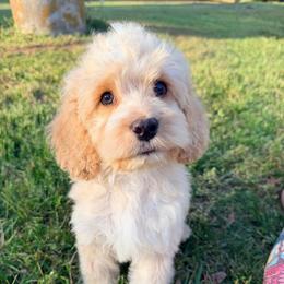 Sky with training - Cream male Cockapoo puppy in Boonville, North Carolina from Doods & Dolls