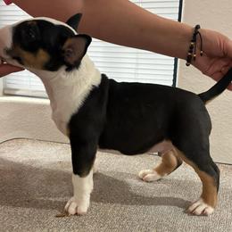 Bull Terrier Puppies from Rebel Angel