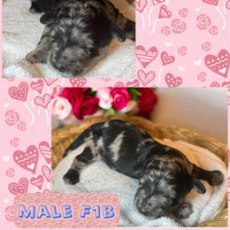 Benny - Merle male Goldendoodle puppy in North Branch, Michigan from Graceful Miniature Goldendoodles