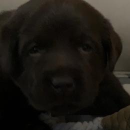 Labrador Retrievers from Dolce Amore Labs
