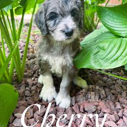 Aussiedoodle Puppies from Ridgeline Doodles