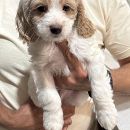 Bruiser - Red and white male Cockapoo puppy in Miami, Florida from Peshos Cockapoos