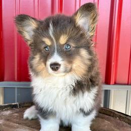 Pink Collar Girl Sabrina - Black and tan female Pembroke Welsh Corgi puppy in Paris, Kentucky from Flat Run Corgis