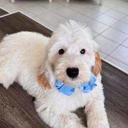 Banks - Goldendoodle