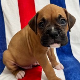 Mr Blue - Fawn male Boxer puppy in Palm Coast, Florida from Starlight Boxer Corner