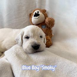 Blue Boy, Smoky - Light golden male Golden Retriever puppy in Paola, Kansas from Risa’s Goldens