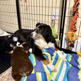 Black Tri Boy - Black tri male Miniature American Shepherd puppy in Spanaway, Washington from Meadow Run Mini American Shepherds