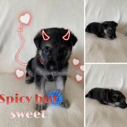 German Shepherd Puppies from Devon Rugerio's German Shepherds