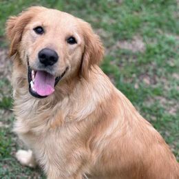 Maddie - Golden Retriever