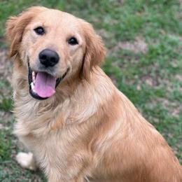 Maddie - Golden Retriever