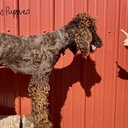 Fancy - Poodle