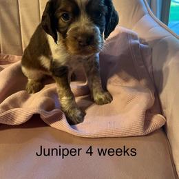 Juniper - Tri-Roan female English Springer Spaniel puppy in Nine Mile Falls, Washington from Sue's Springers