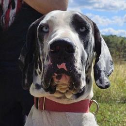 Lucian - Great Dane