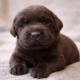 Chocolate Female 2 - Chocolate female Labrador Retriever puppy in Lagrange, Ohio from SKI Labradors