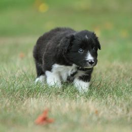 CLOVE - male Border Collie puppy in Camano Island, Washington from Midnight Border Collies