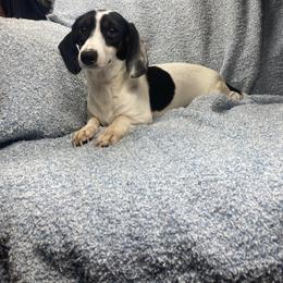 Dottie - Dachshund
