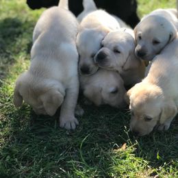 Labrador Retriever Puppies from Champion Retrievers, Inc