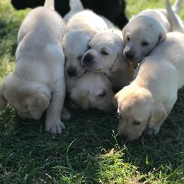 Labrador Retriever Puppies from Champion Retrievers, Inc