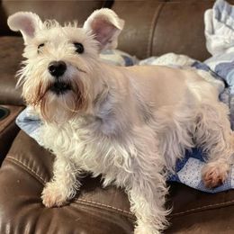 Miniature Schnauzers from Sugar Hill Schnauzers