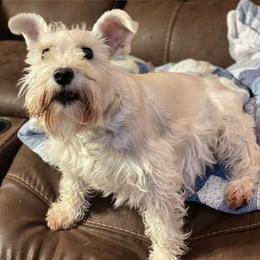Miniature Schnauzers from Sugar Hill Schnauzers