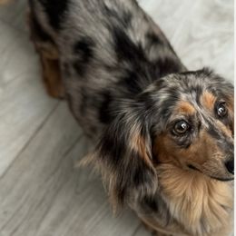 Paisley - Dachshund