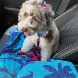 Aussiedoodle Puppies from Dani's Dandy Doodles