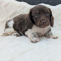 Patrick - 2675 - Piebald male Dachshund puppy in Sonora, Kentucky from Maple Hill Miniature Dachshunds