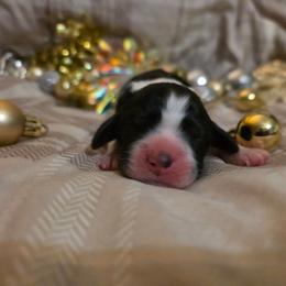 Dawn - Black white and tan female English Springer Spaniel puppy in Cookeville, Tennessee from Krossroads Kennel