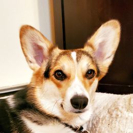 Ivy - Pembroke Welsh Corgi